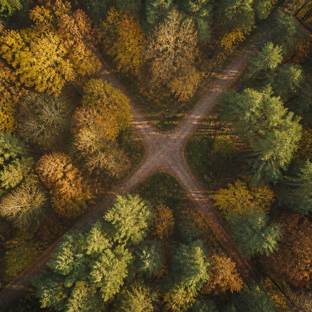 Groep wandelt door een zonovergoten beukenbos